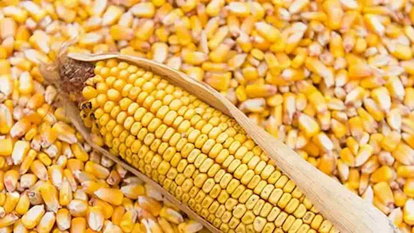 کنسرو ذرت دونی  برای سالادتهیه شده از ذرت مرغوب برای آشپزی آسان
